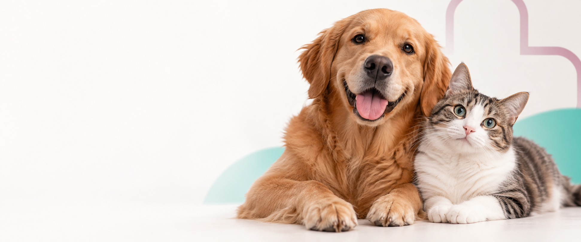 Cachorro golden retriever e gato lado a lado